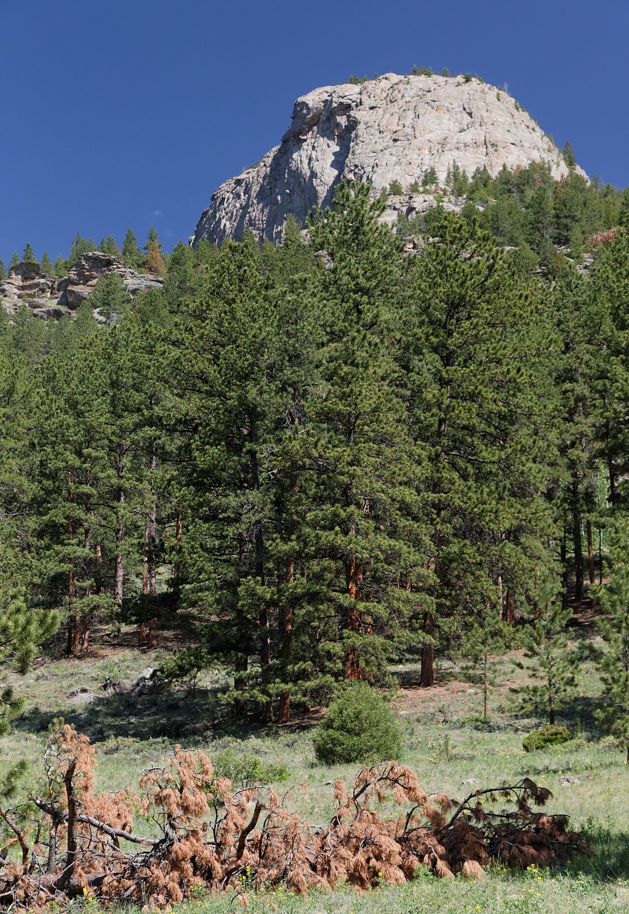 Rabbit Ears Campsite