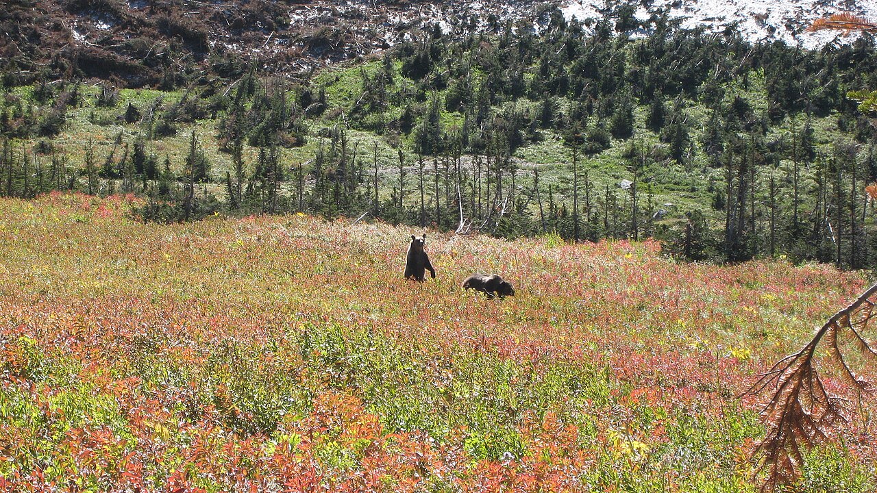 Brown Pass Camp