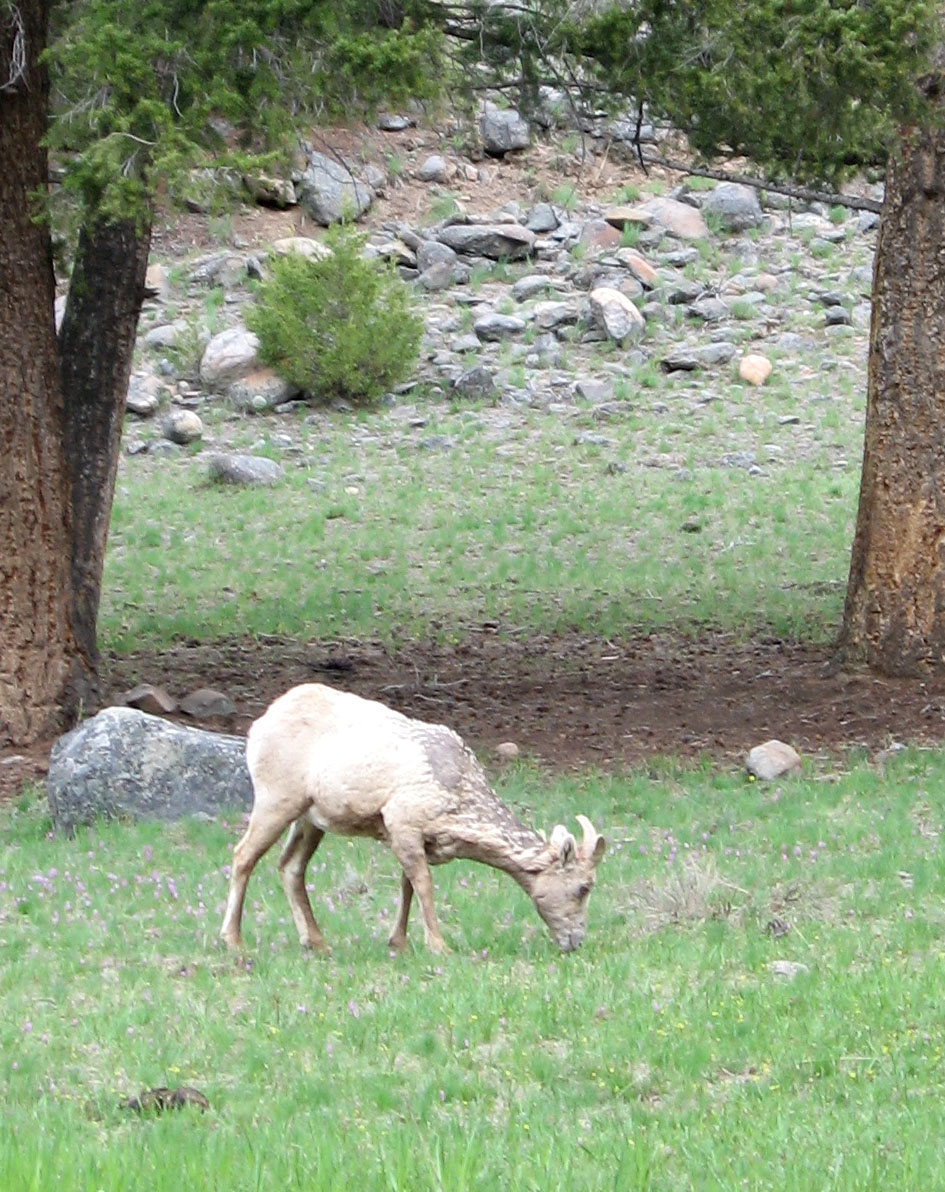 Yellowstone River Trail