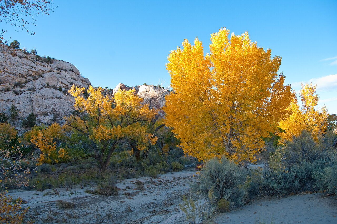 Cottonwood Hoodoo Camping