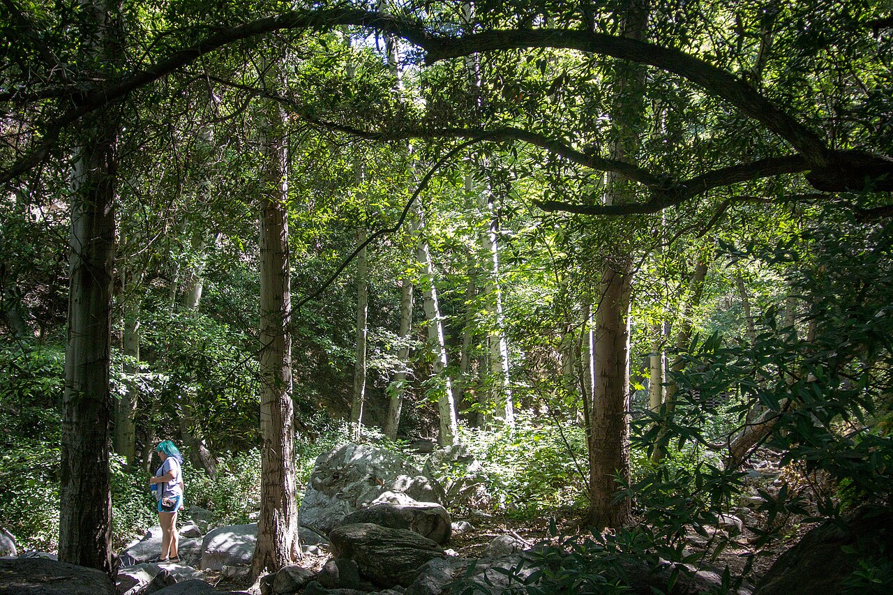 Spruce Grove Trail Camp