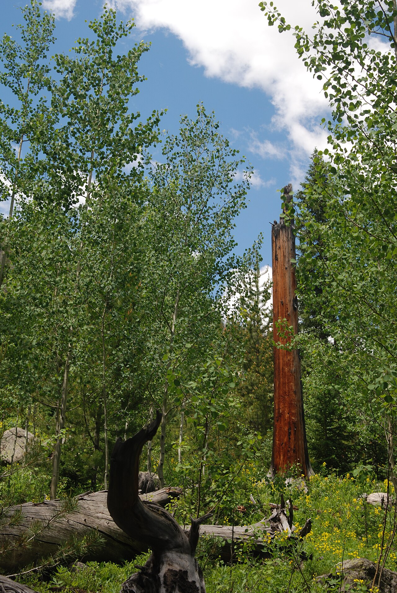 Aspen Knoll