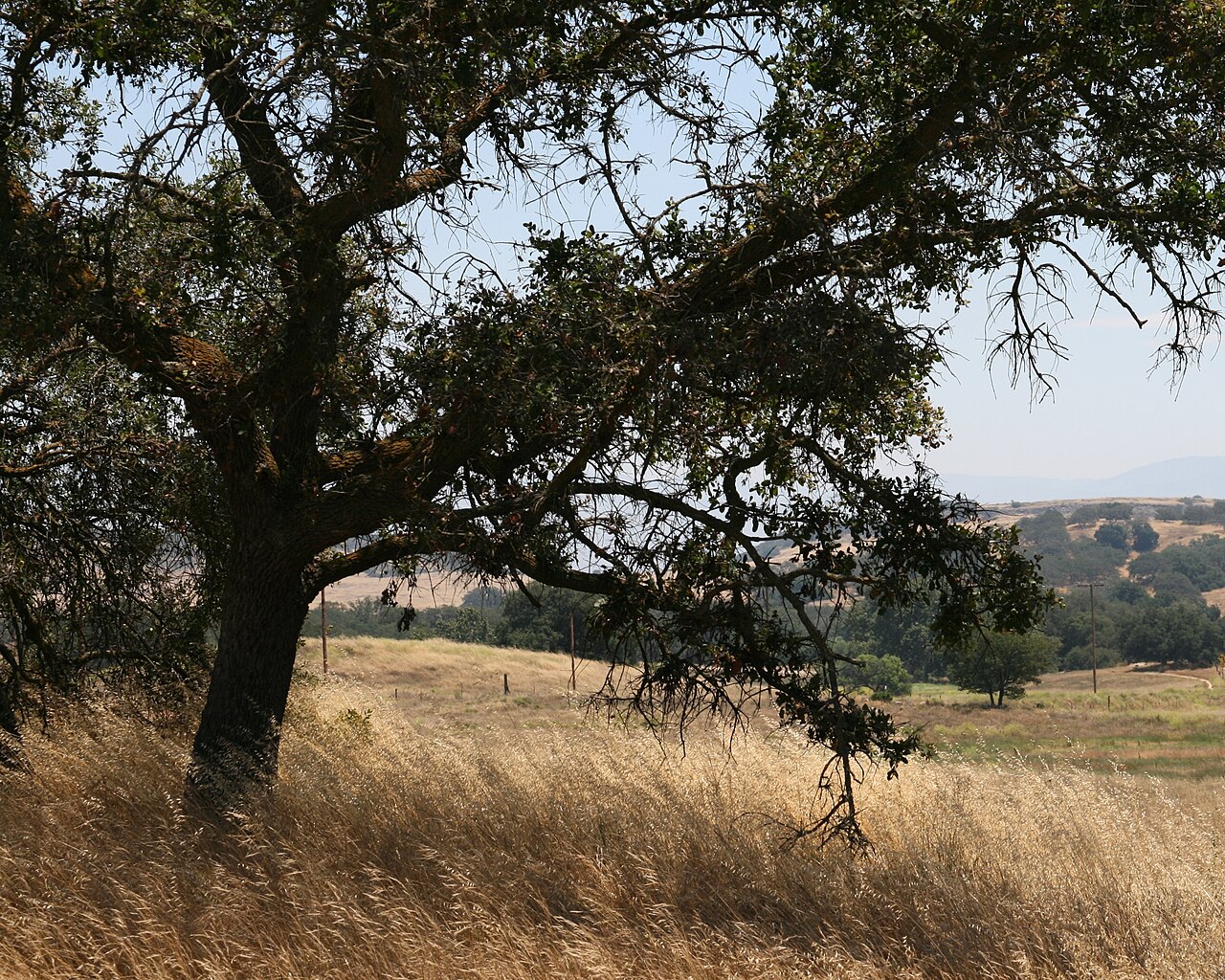 El Cariso Campground