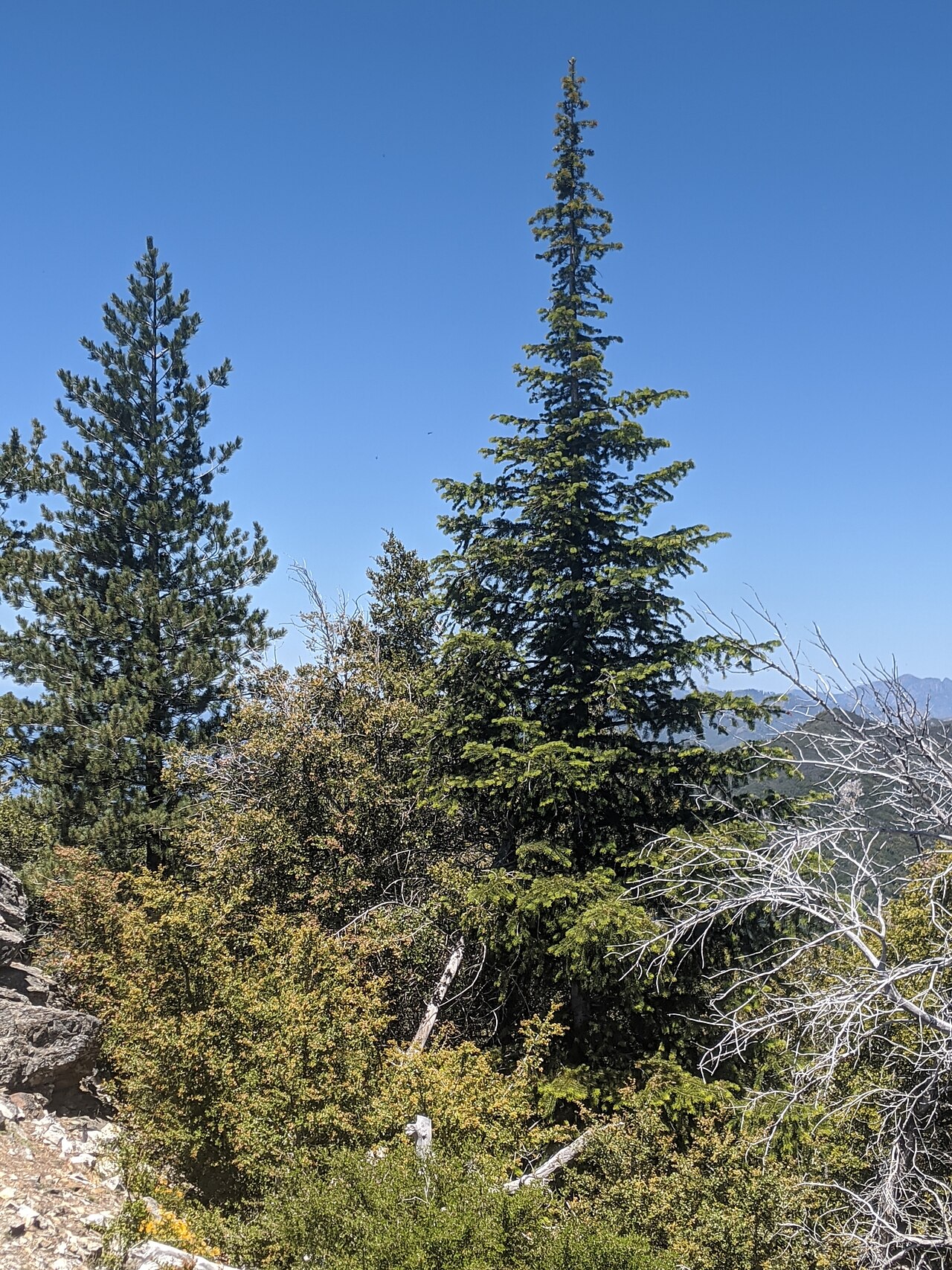 Trail Spring Camp