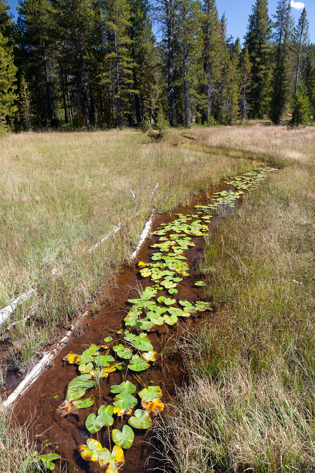 Firehole Springs