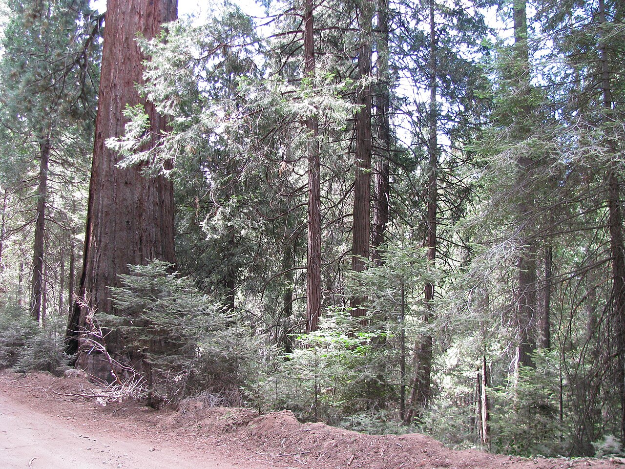 Eshom Creek Campground