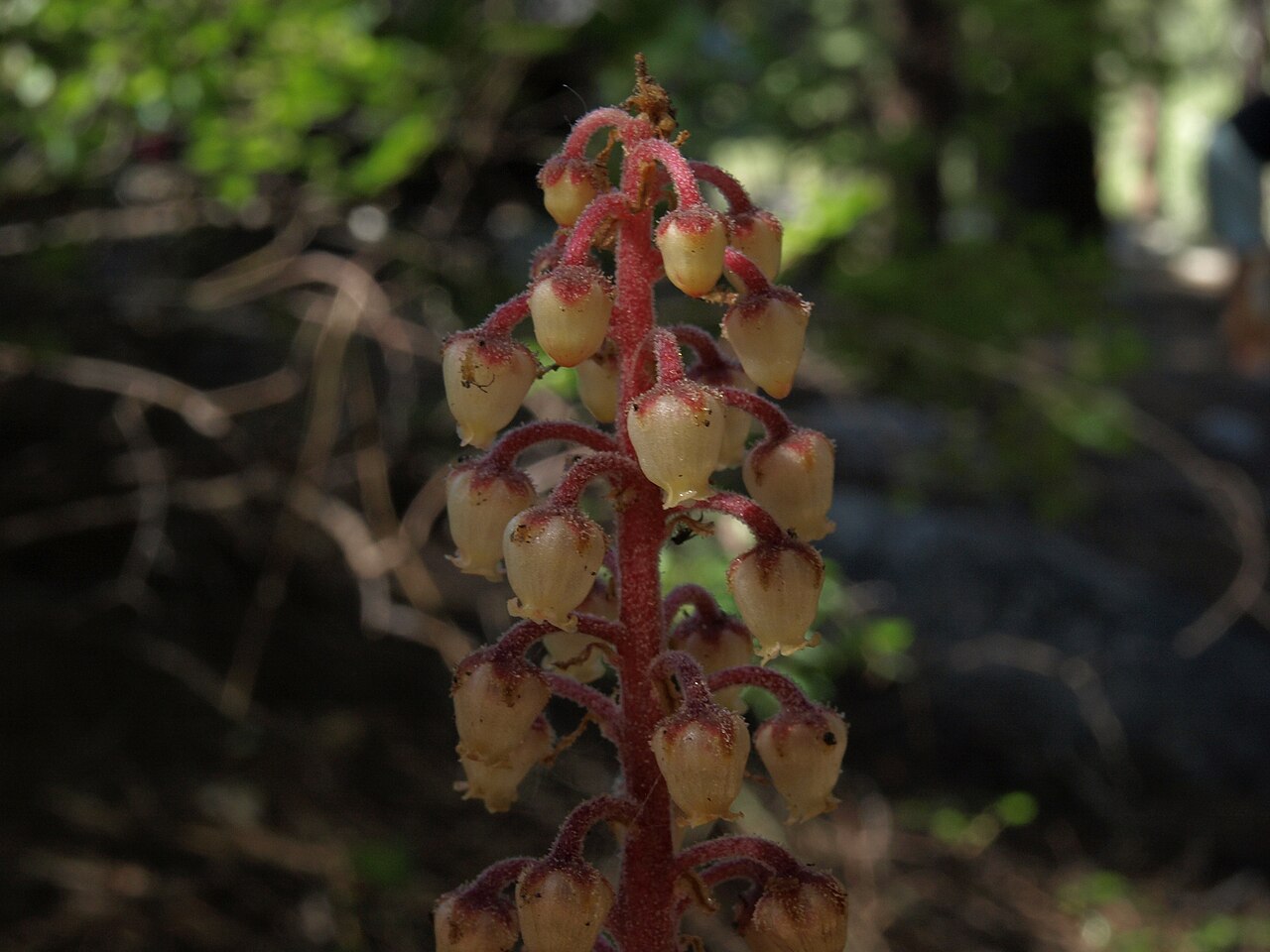 Buckeye (Upper)