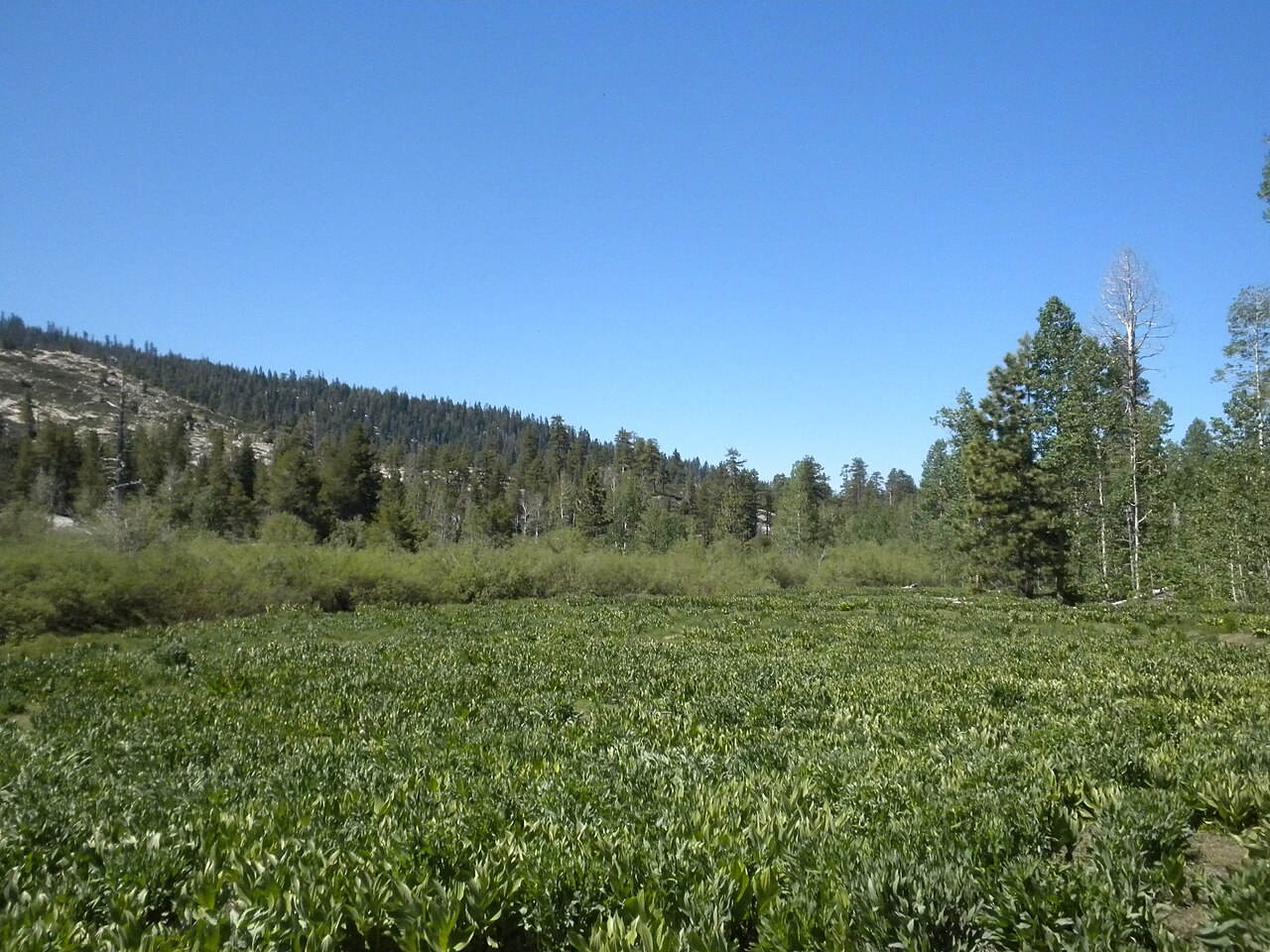Pine Valley Horse Camp