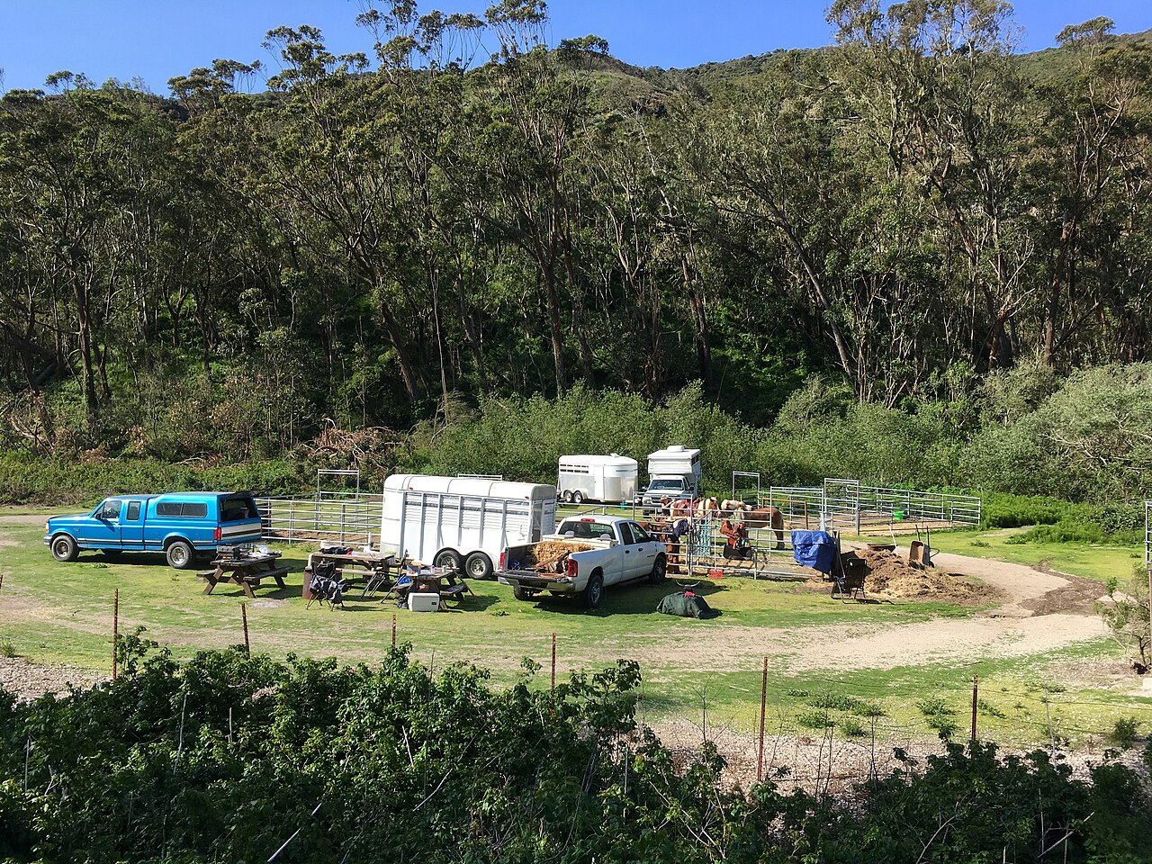 Horse camp