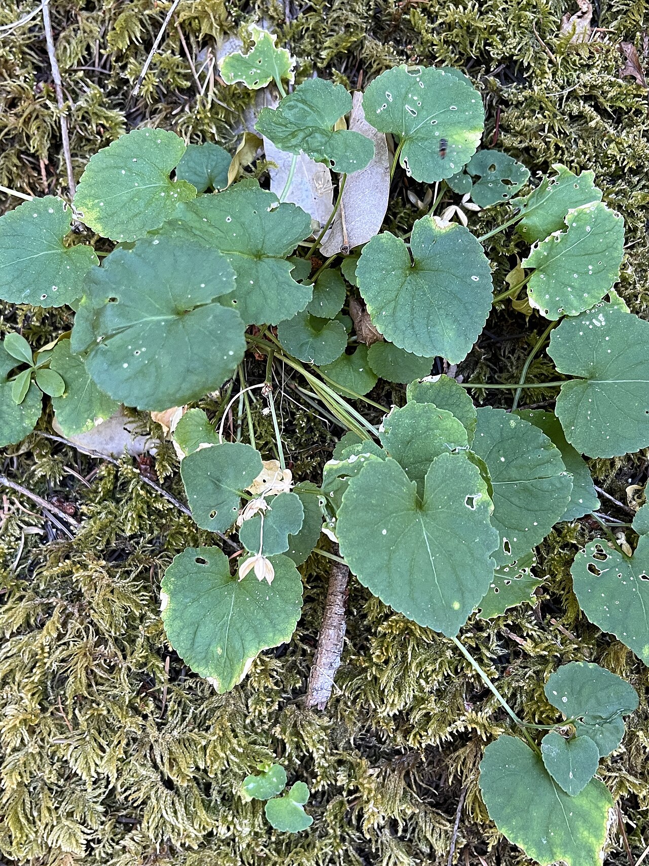 Upper Loop Campground