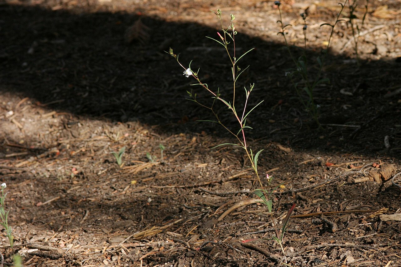 Quaking Aspen Campground
