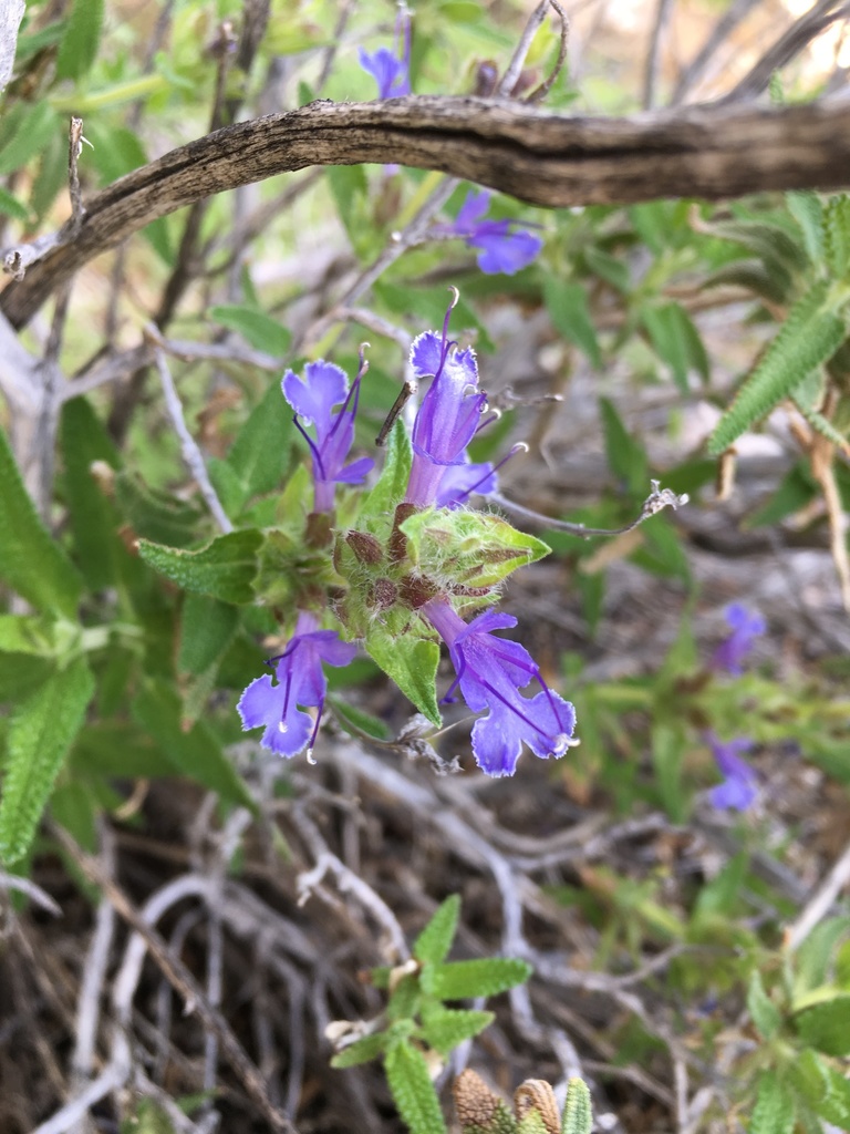 Indian Canyon Trail