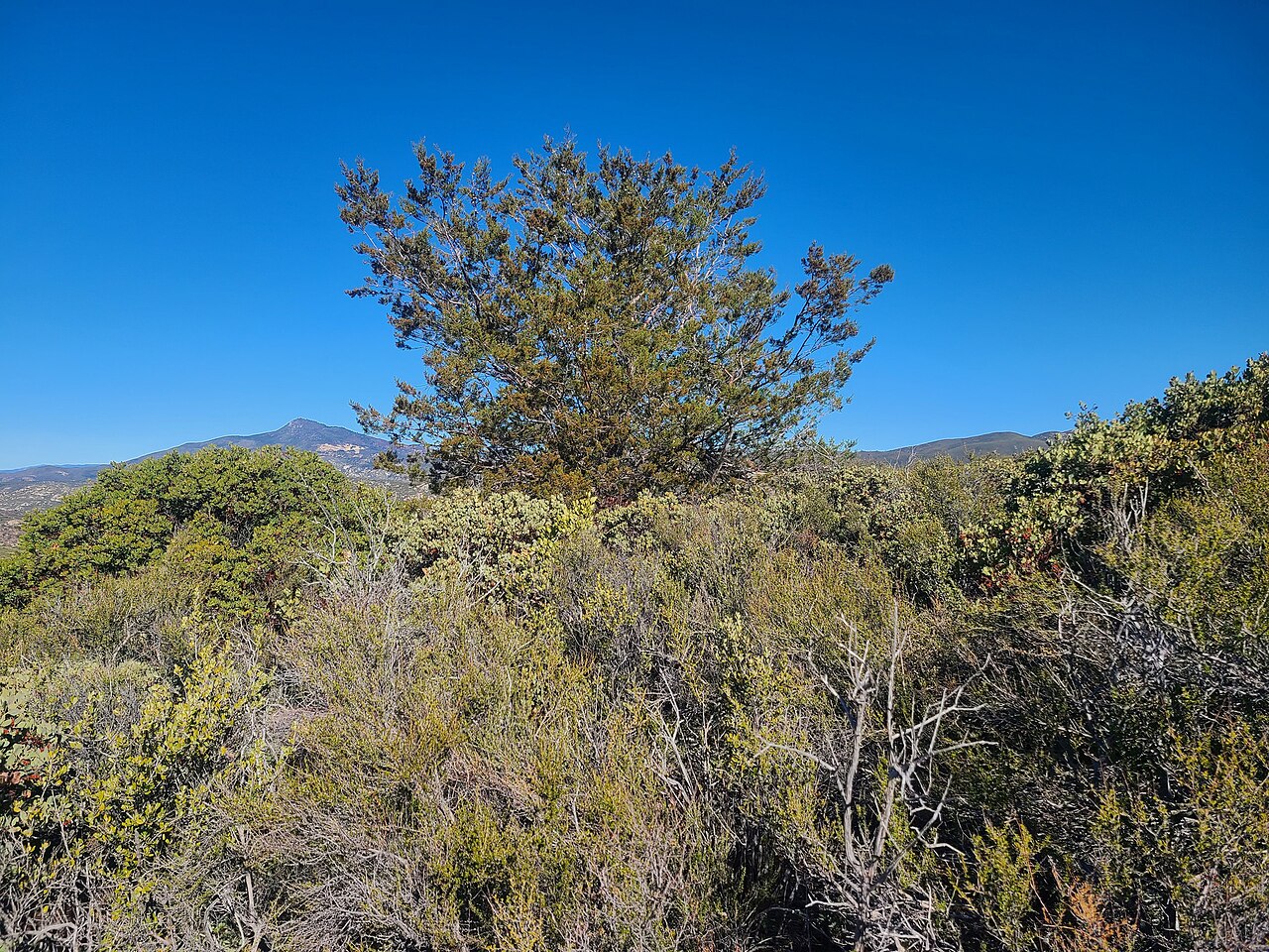 Las Bancas-Pine Creek Road