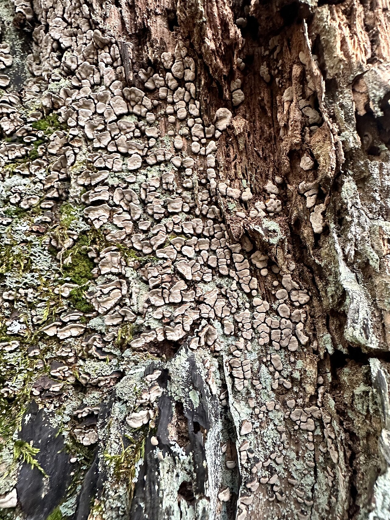 Shelter trail