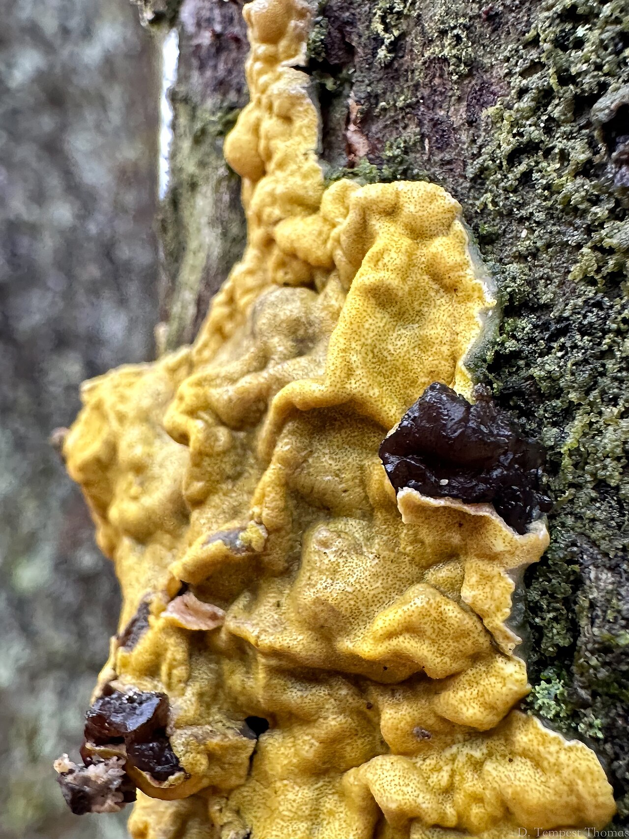 Coney Brook/Tillinghast Pond Trail
