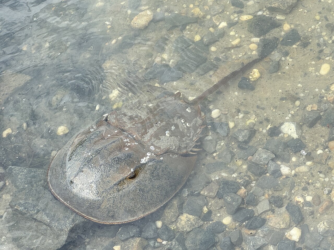 Burton Island Nature Trail