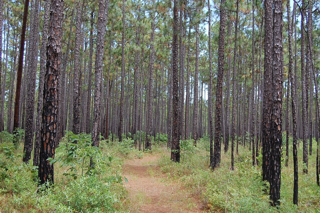 Palmetto Trail