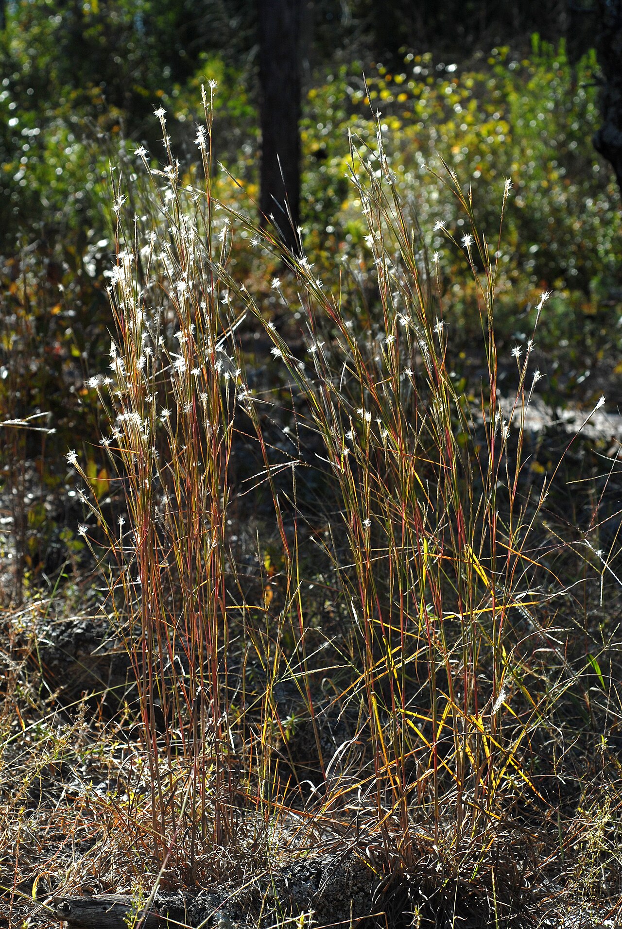 CCC Loop Trail