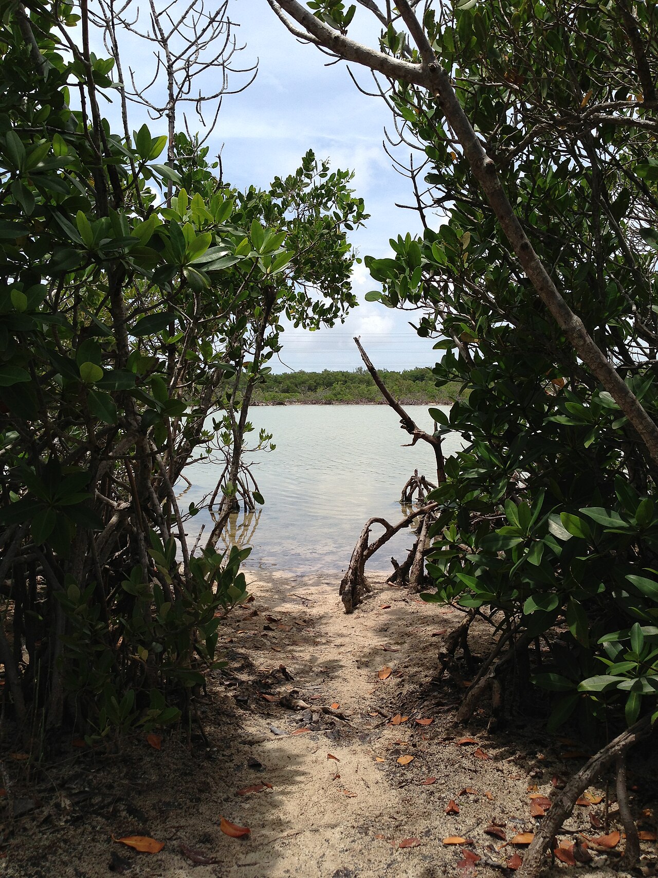 Silver Palm Nature Trail