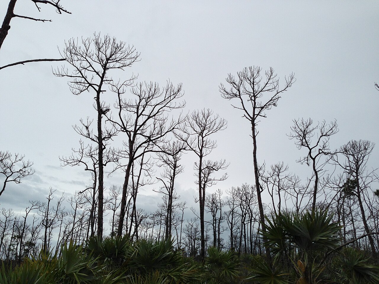 Mannillo Trail