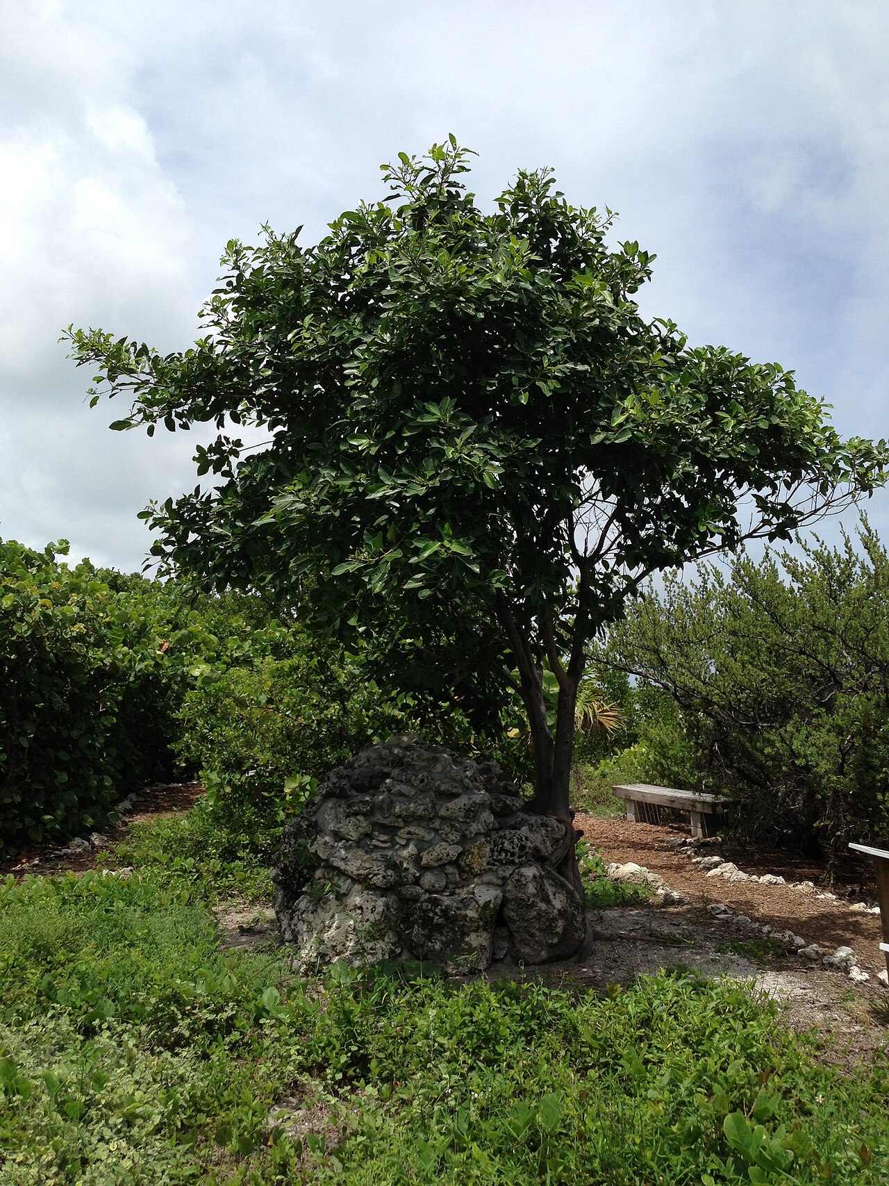 Butterfly Garden
