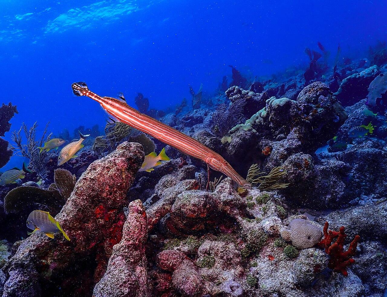 Florida Keys Overseas Heritage Trail