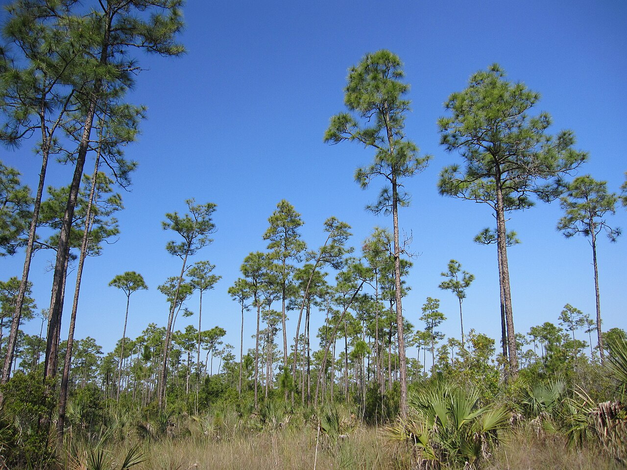Long Pine Key Trail