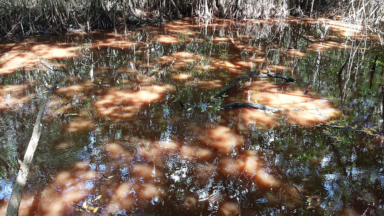 Snake Bight Trail