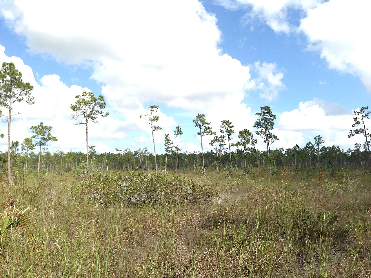 FR#9/Hiking Trail