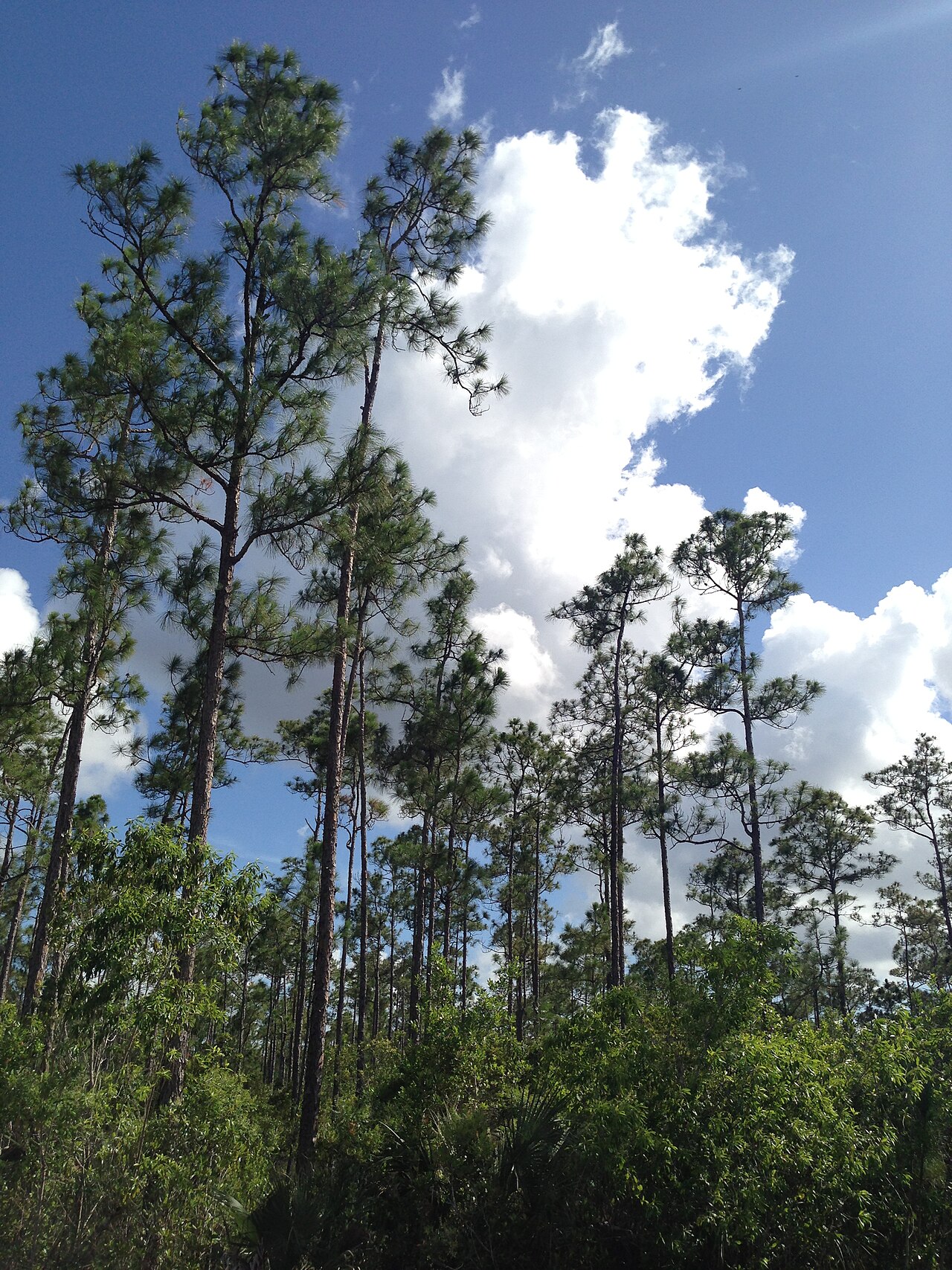 FR#5/Hiking Trail