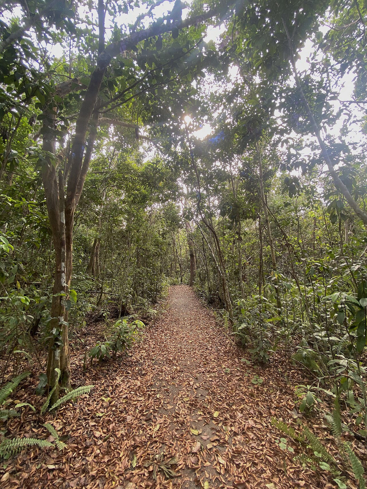 Gumbo Limbo Trail