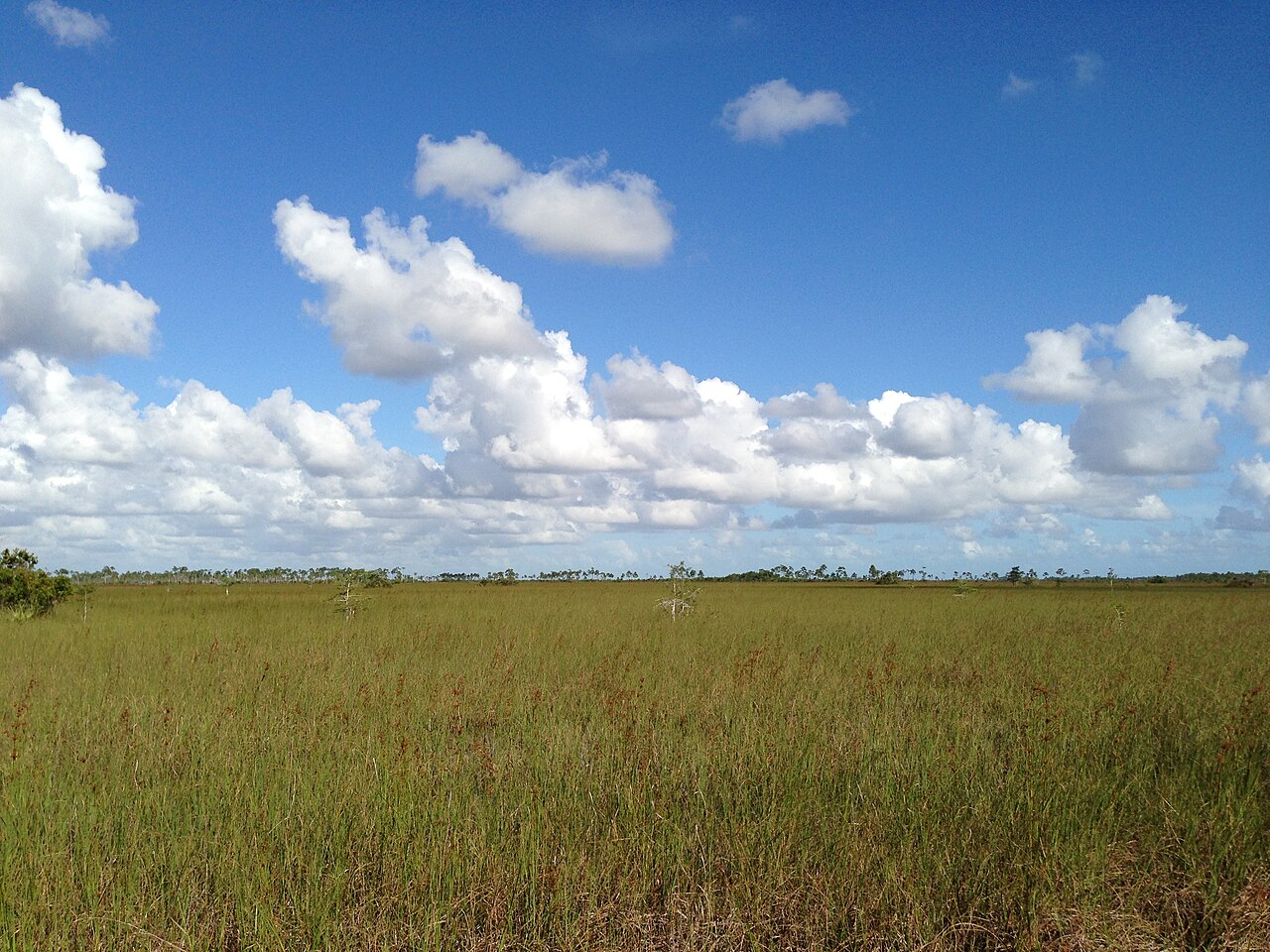 Ficus Pond Trail