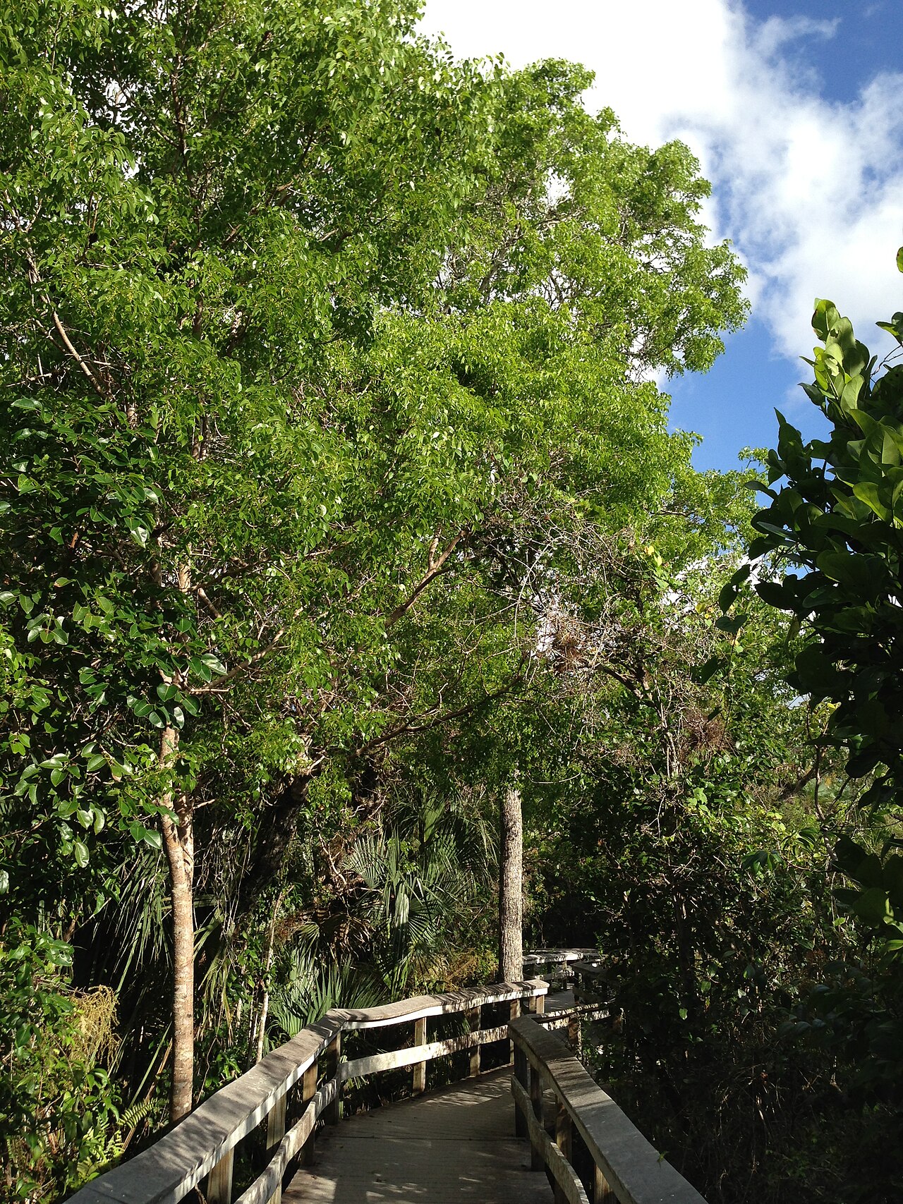 Mahogany Hammock Boardwalk Trail