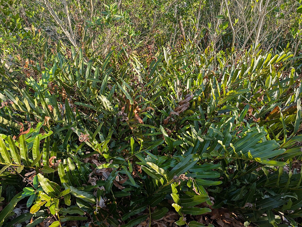 West Lake Trail