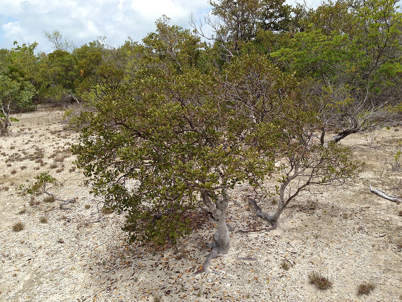 Golden Orb Trail