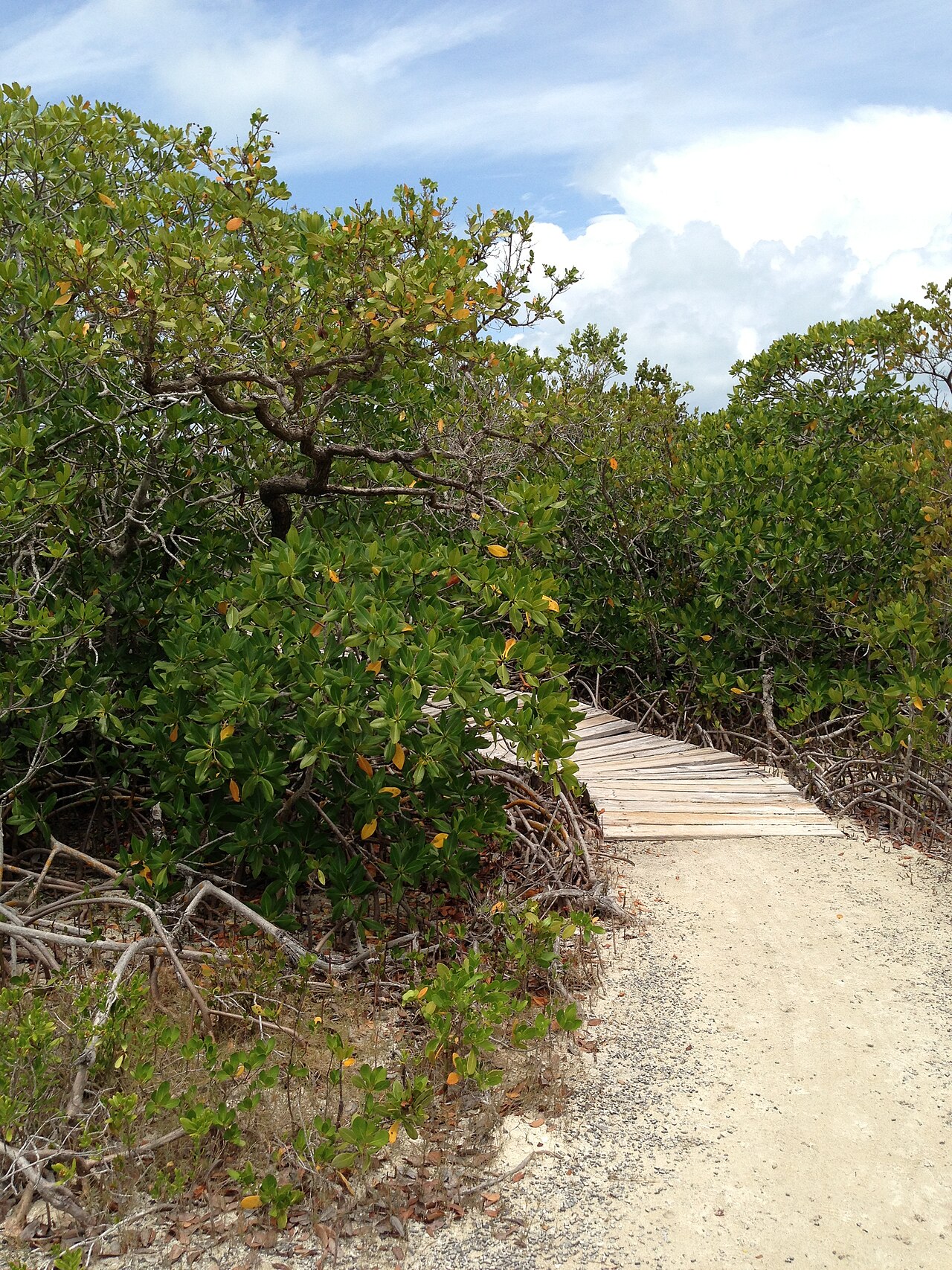 Golden Orb Trail