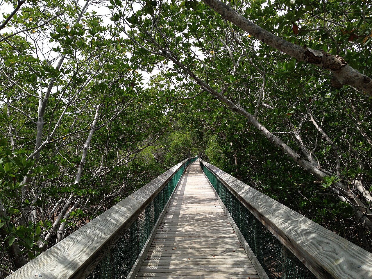 Golden Orb Trail
