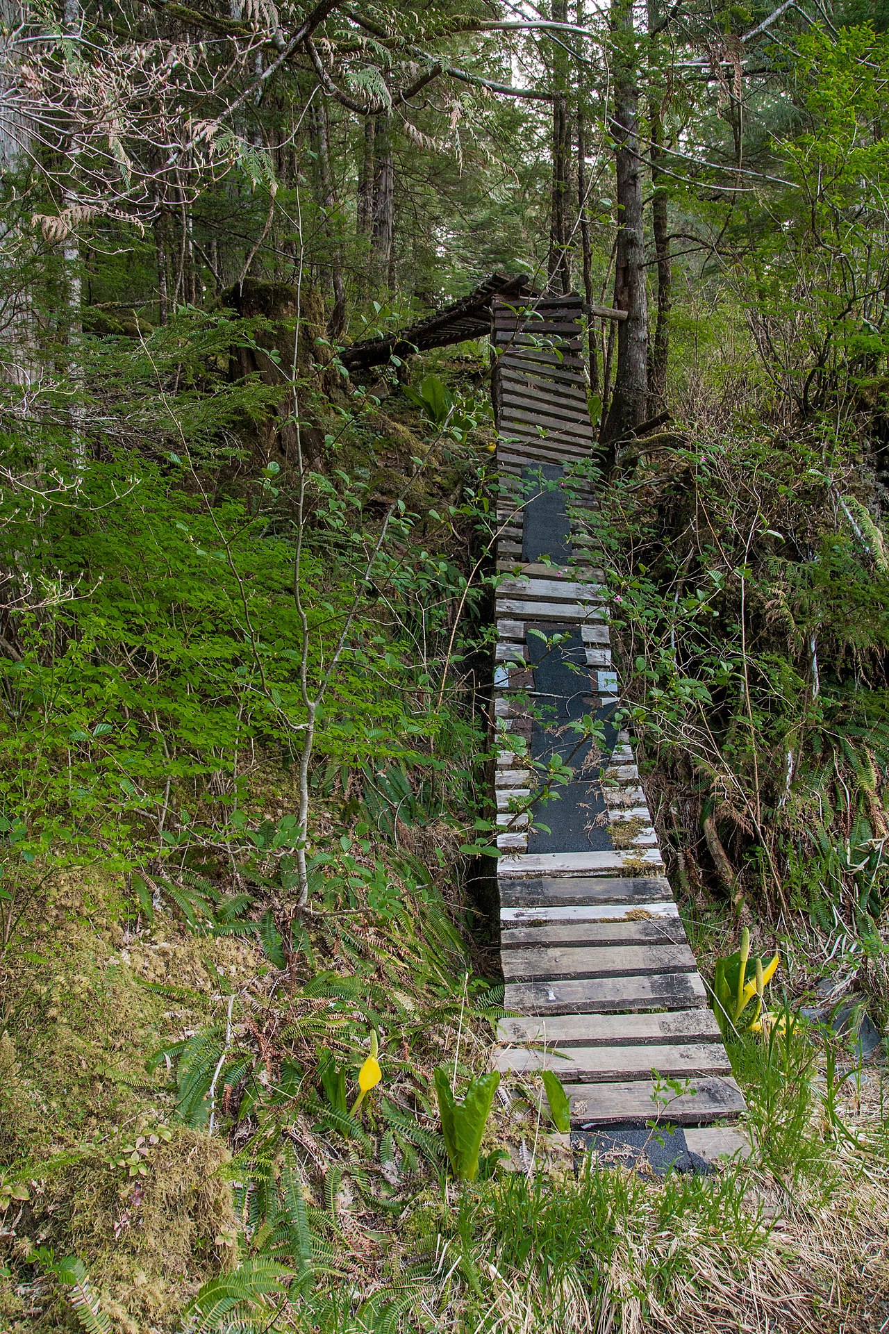 Cloudberry Trail