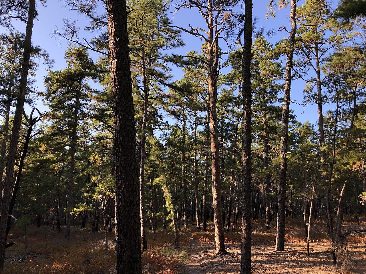 Beaver Pond - Quaker Bridge Trail