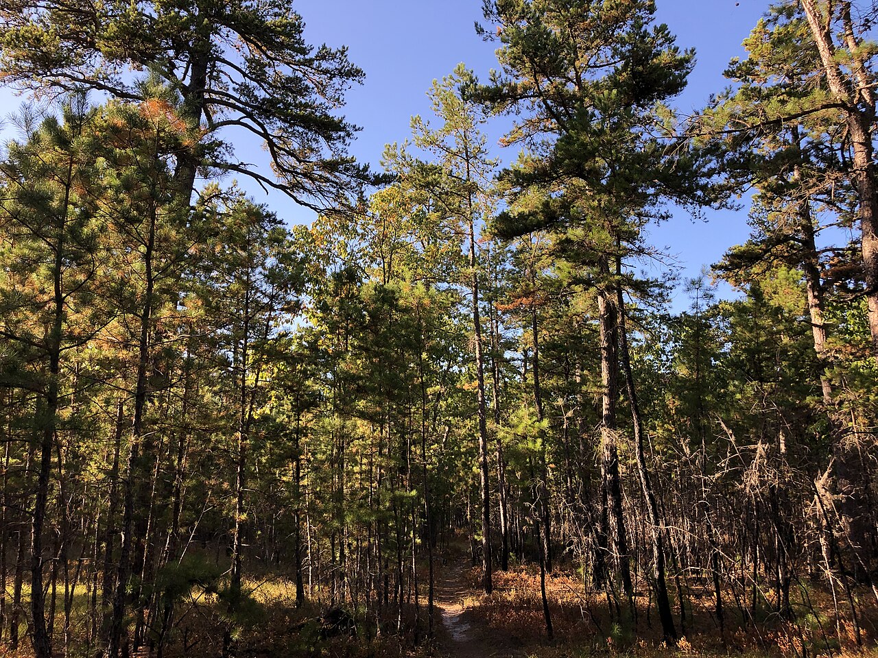 Wilderness Camps Connector Trail (green)