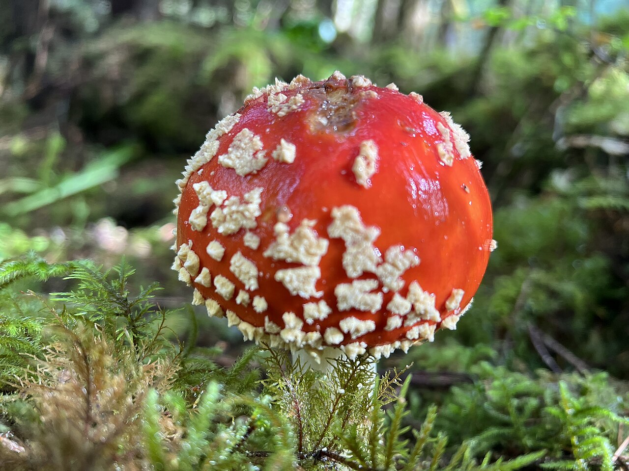 Balls Lake Trail