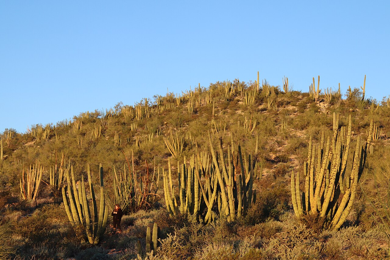 Desert View Trail