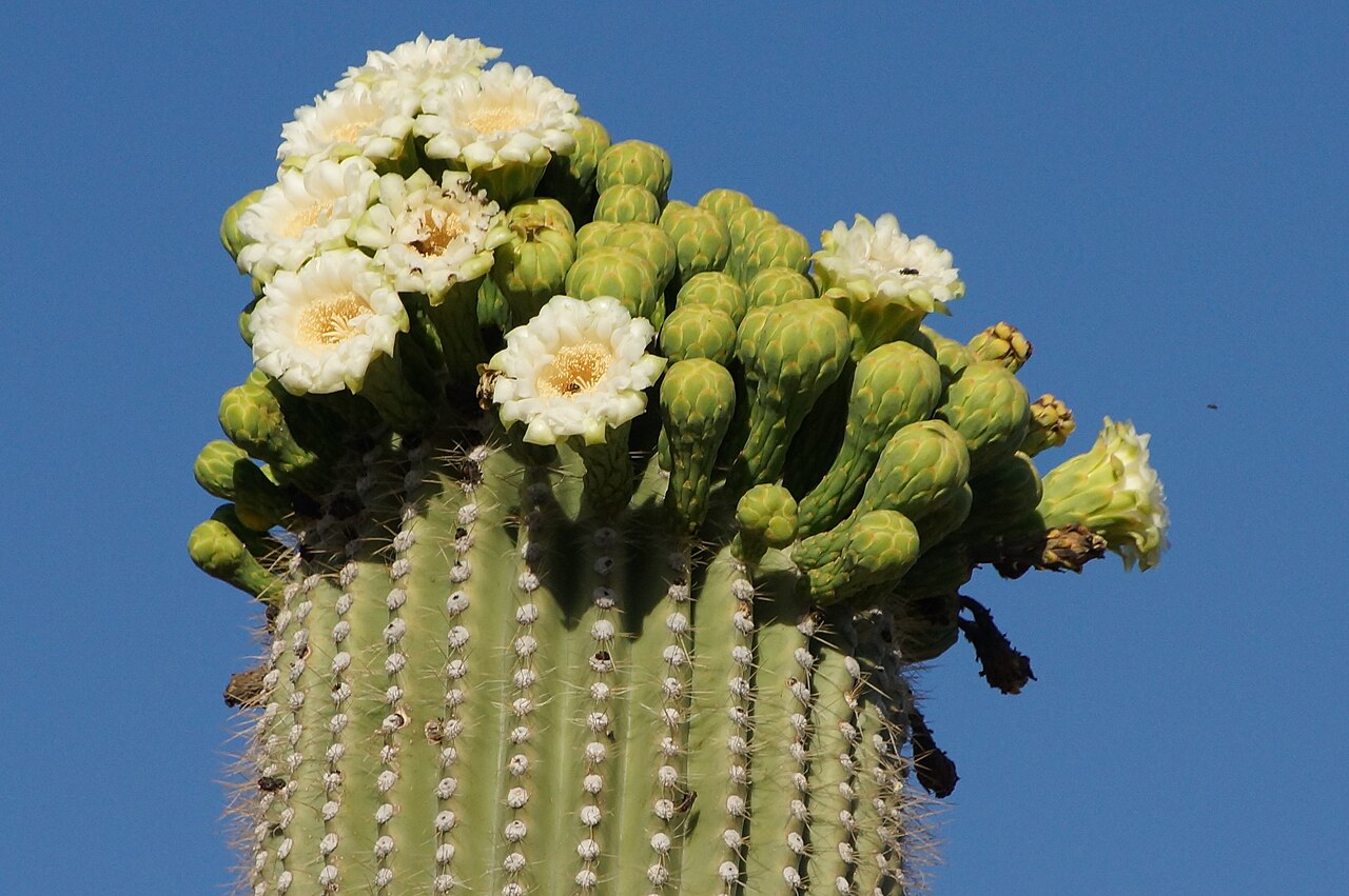 Palo Verde Trail