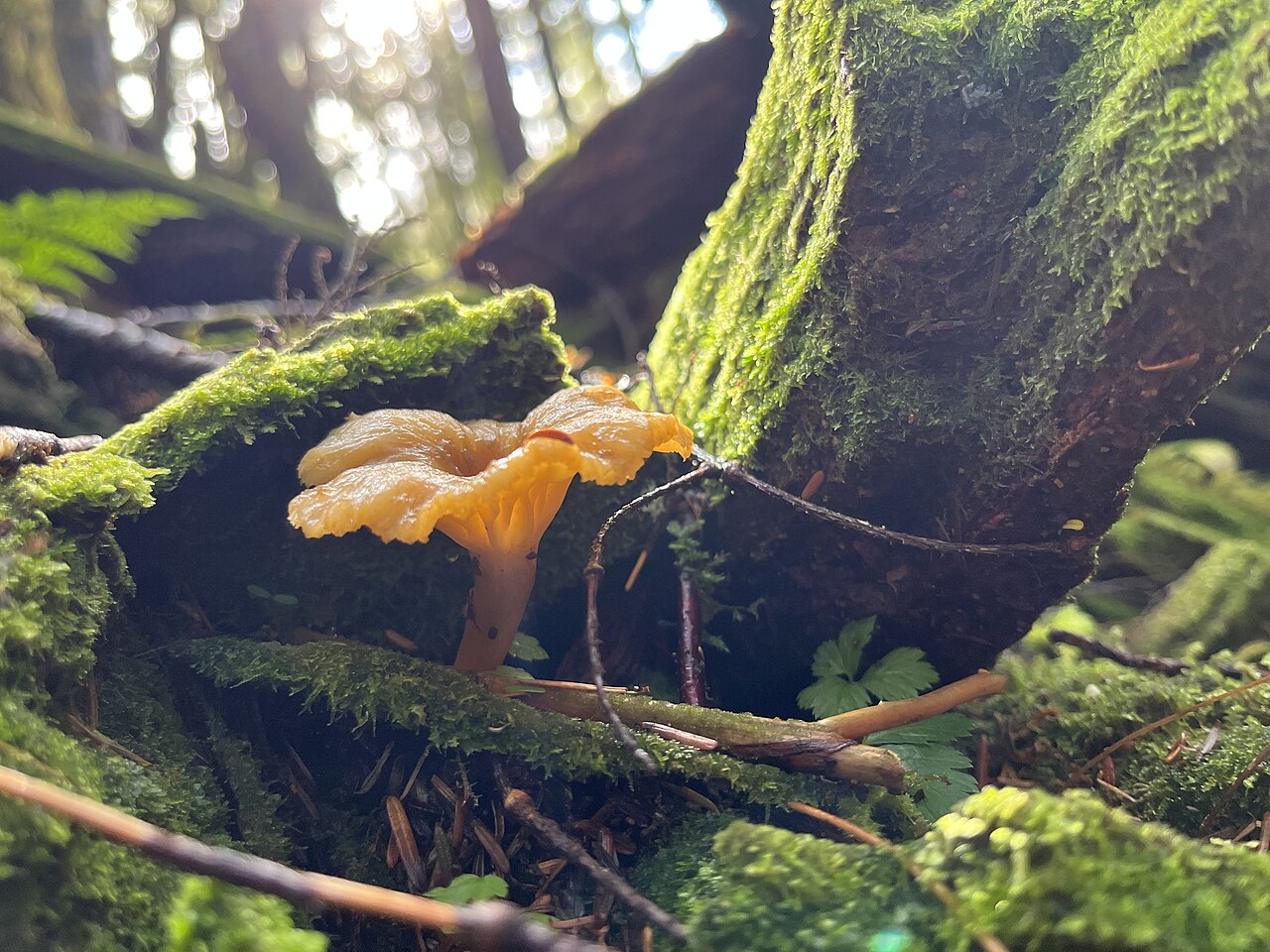 Carlanna Lake Trail