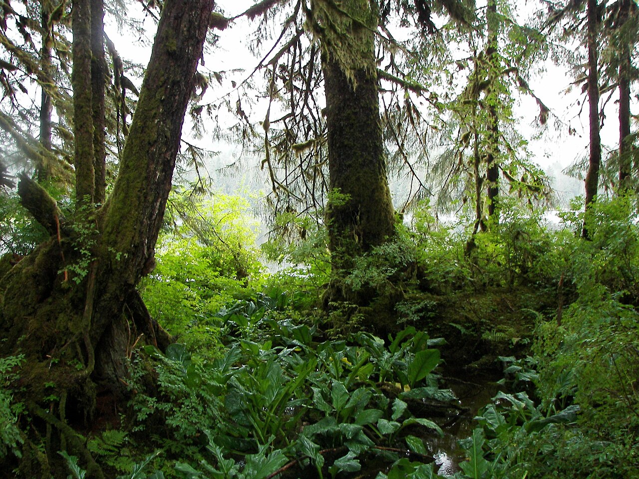 Salvage Trail