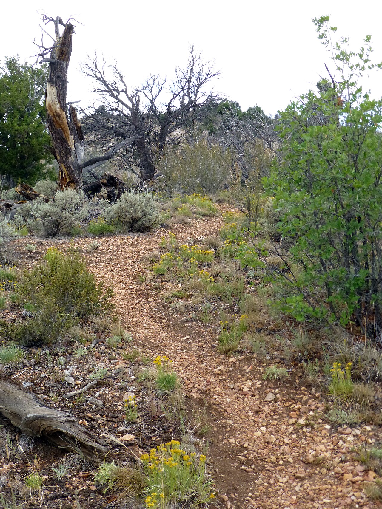 Bill Hall Trail